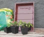 7 Pots Pour Semis  Nortene