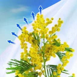 Voile NORTENE