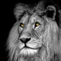 Plexiglass imprimé Lion regard, CEANOTHE l.90 x H.90 cm