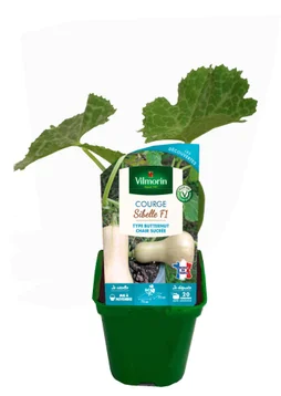 Vilmo courge sibelle - 0.65