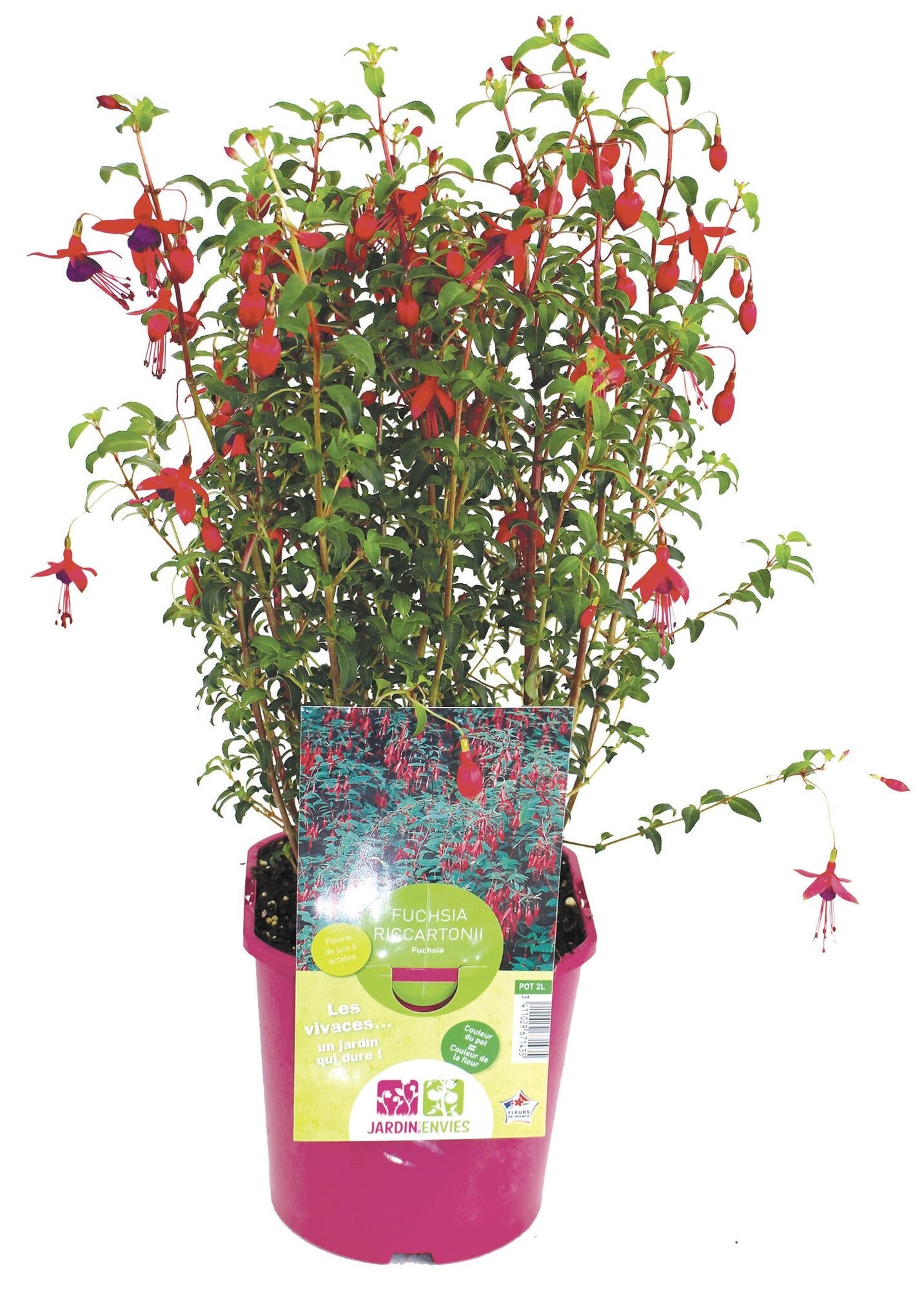 Fuchsia vivace p2l