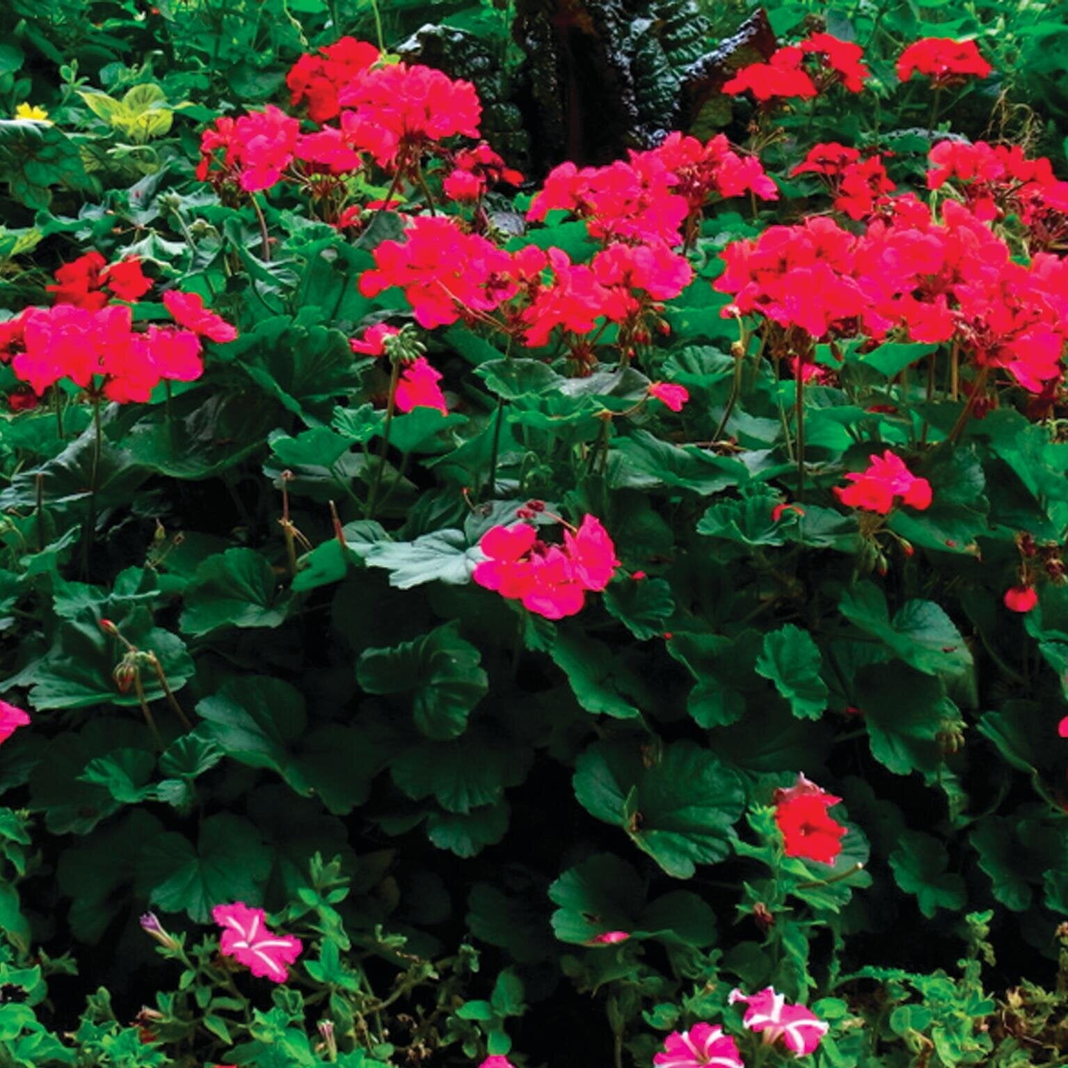 Géranium sarita pot de 4,6l