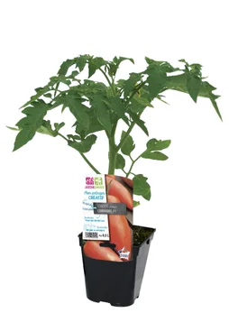Tomate allongee cornabel p0,5l