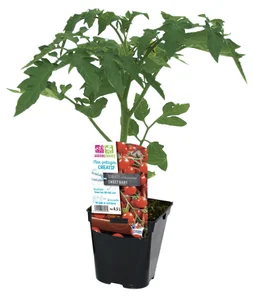 Tomate cerise grap baby p0,5l