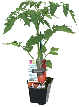 Tomate cerise tutti fruti p0,5l