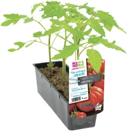 Tomate cotelée corazon f1 b3m