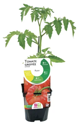 Tomate greffée cotelee russe p1l