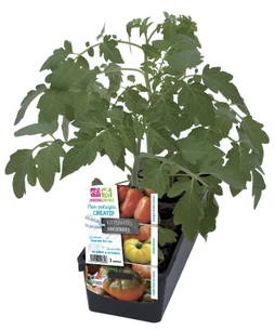 Tomate kit ancienne b3m