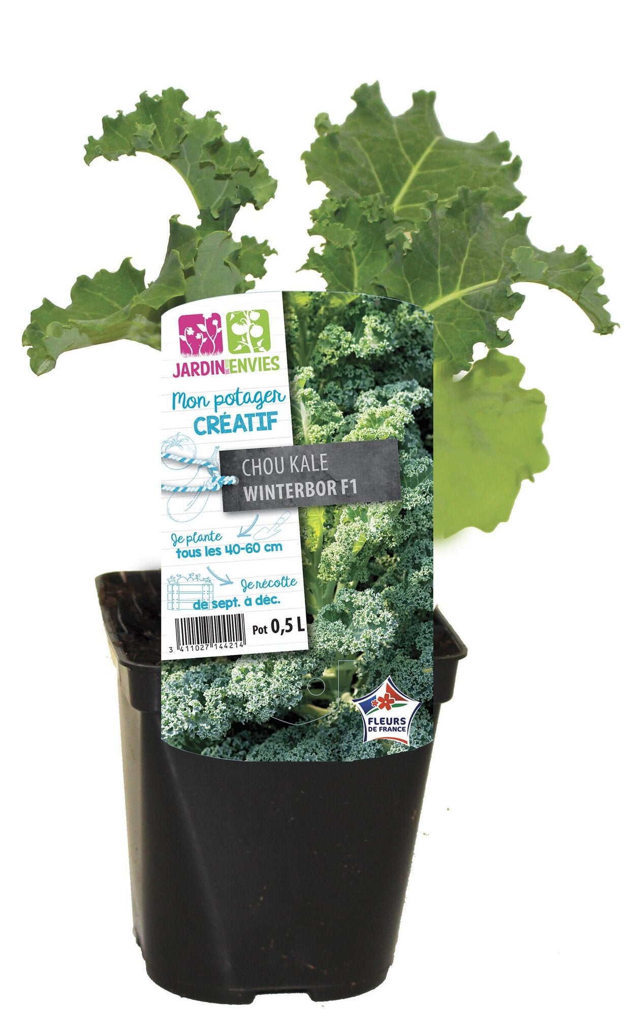 Chou kale winterbor f1