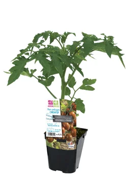 Tomate cerise grappe cookie pot 0,5 l