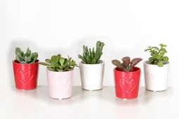 Succulente avec pot en ceramique