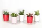 Succulente avec pot en ceramique