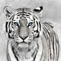 Toile imprimée Tigre yeux bleus, noir et blanc ARTIS l.30 x H.30 cm