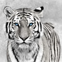 Toile imprimée Tigre, CEANOTHE l.45 x H.45 cm