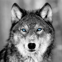Toile imprimée Loup Blue Eyes, noir et blanc ARTIS l.45 x H.45 cm