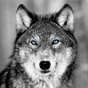 Toile imprimée Loup Blue Eyes, noir et blanc ARTIS l.45 x H.45 cm