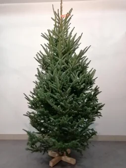Sapin naturel Fraseri coupe H.150/175 cm, pied perce