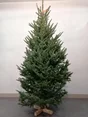 Sapin naturel Fraseri coupe H.150/175 cm, pied perce