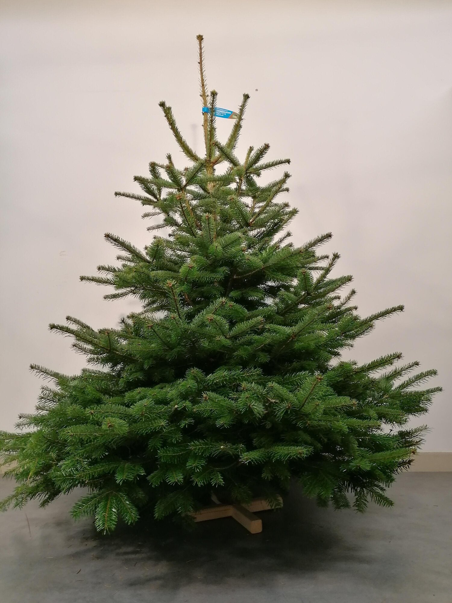 Sapin Nordmann Premium coupé H.80/100 cm SANS PIED