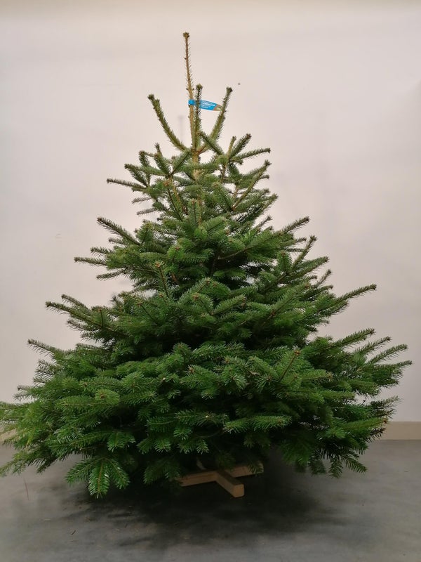 Sapin naturel Nordmann Premium coupe H.150/175 cm, pied perce