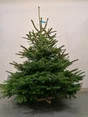 Sapin naturel Nordmann Premium coupe H.150/175 cm, pied perce