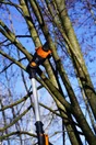 Elagueuse sur perche WORX 20 V, guide de 20 cm