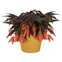 Soucoupe Diam. 32 cm moutarde NATERIAL