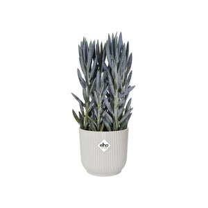 Cache-pot plastique ELHO Diam.16.143 L.16.143 x l.16.143 x H.14.784 cm blanc soi