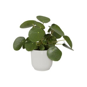 Cache-pot polypropylene ELHO Diam.22 x H.20.2 cm blanc