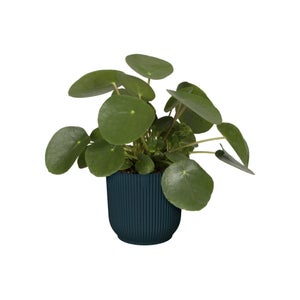 Cache-pot polypropylene ELHO Diam.16 x H.14.8 cm bleu clair