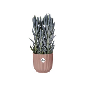 Cache-pot polypropylène ELHO Diam.14 L.14 x l.14 x H.12.9 cm rose