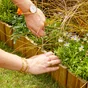 Bordure droite à planter bois naturel, H.15 x L.119.4 cm