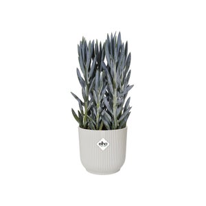 Cache-pot plastique ELHO Diam.14.125 L.14.125 x l.14.125 x H.12.936 cm blanc soi