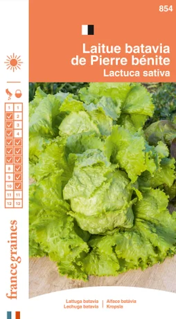 Laitue batavia de pierre benite