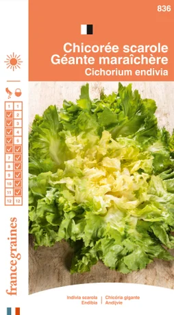 Chicoree scarole maraichere