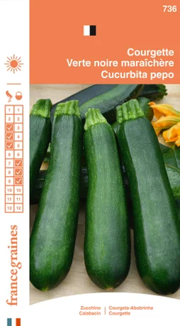Courgette maraichere