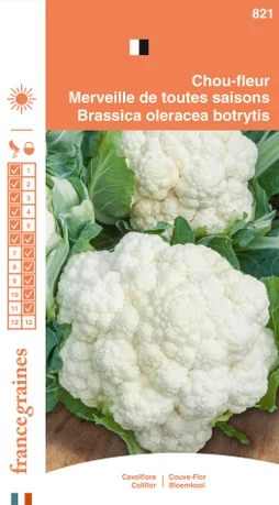 Chou fleur merveille des 4 saisons