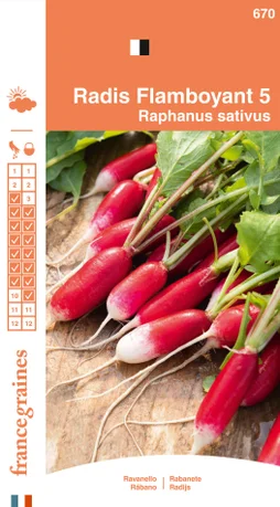 Radis flamboyant 5