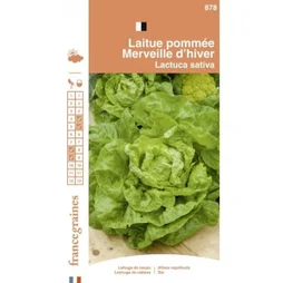 France Graines - Laitue Beurre Merveille Hiver 3g
