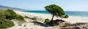 Toile imprimée Lonely Tree, CEANOTHE 30 x 97 cm