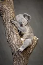 Toile imprimée Koala endormi, CEANOTHE 30 x 45 cm