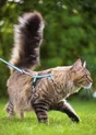 Kit sellerie chat noir