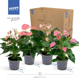 Anthurium rose pot 12 cm/ H45 cm