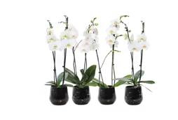 ORCHIDEE PHALAENOPSIS POT 12 cm/ H55 cm CERAMIQUE