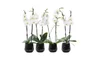 ORCHIDEE PHALAENOPSIS POT 12 cm/ H55 cm CERAMIQUE