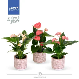 Anthurium rose pot ceramique 9 cm/ 33H cm