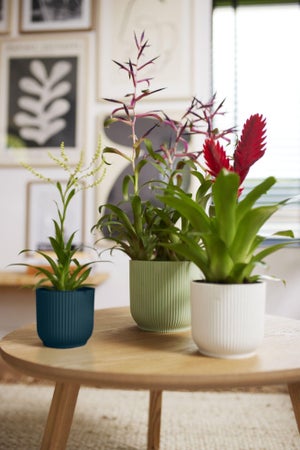 Cache-pot polypropylène ELHO Diam.14 vert sorbet