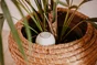 Réverse d'eau Oyas à planter Blanc 0.4L
