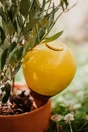 Réverse d'eau Oyas à planter Jaune 0.4L