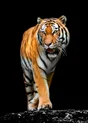 Tableau sur verre synthétique tigre précieux 80x120 cm